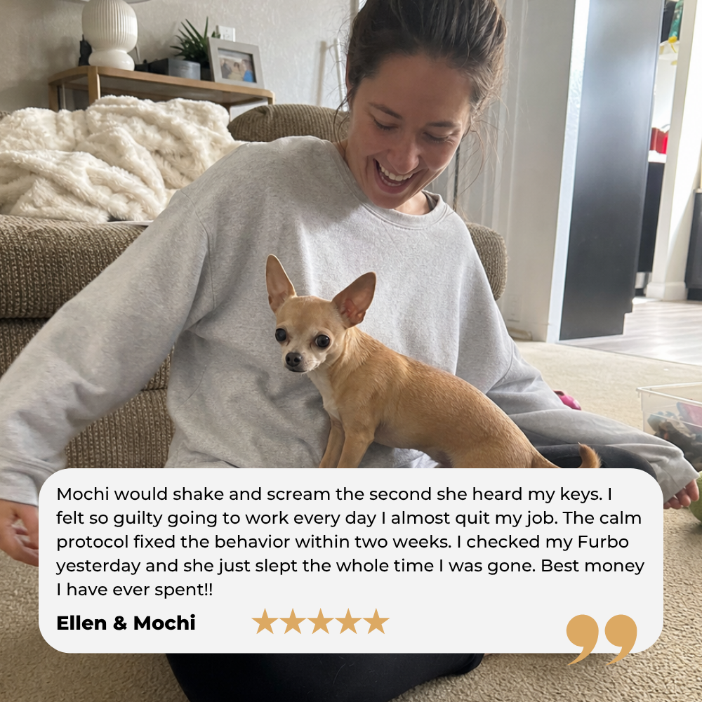 Chihuahua Guide (18).png__PID:24d0b8dc-01dc-405e-a7e7-3f6fcffbf313