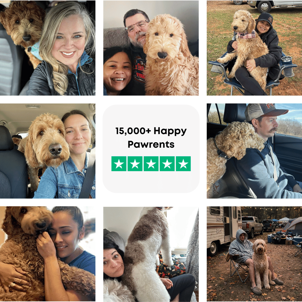 Goldendoodle - 2026-07-25T163855.067.png__PID:92ddcd29-6576-49e0-a056-a4072ce84253