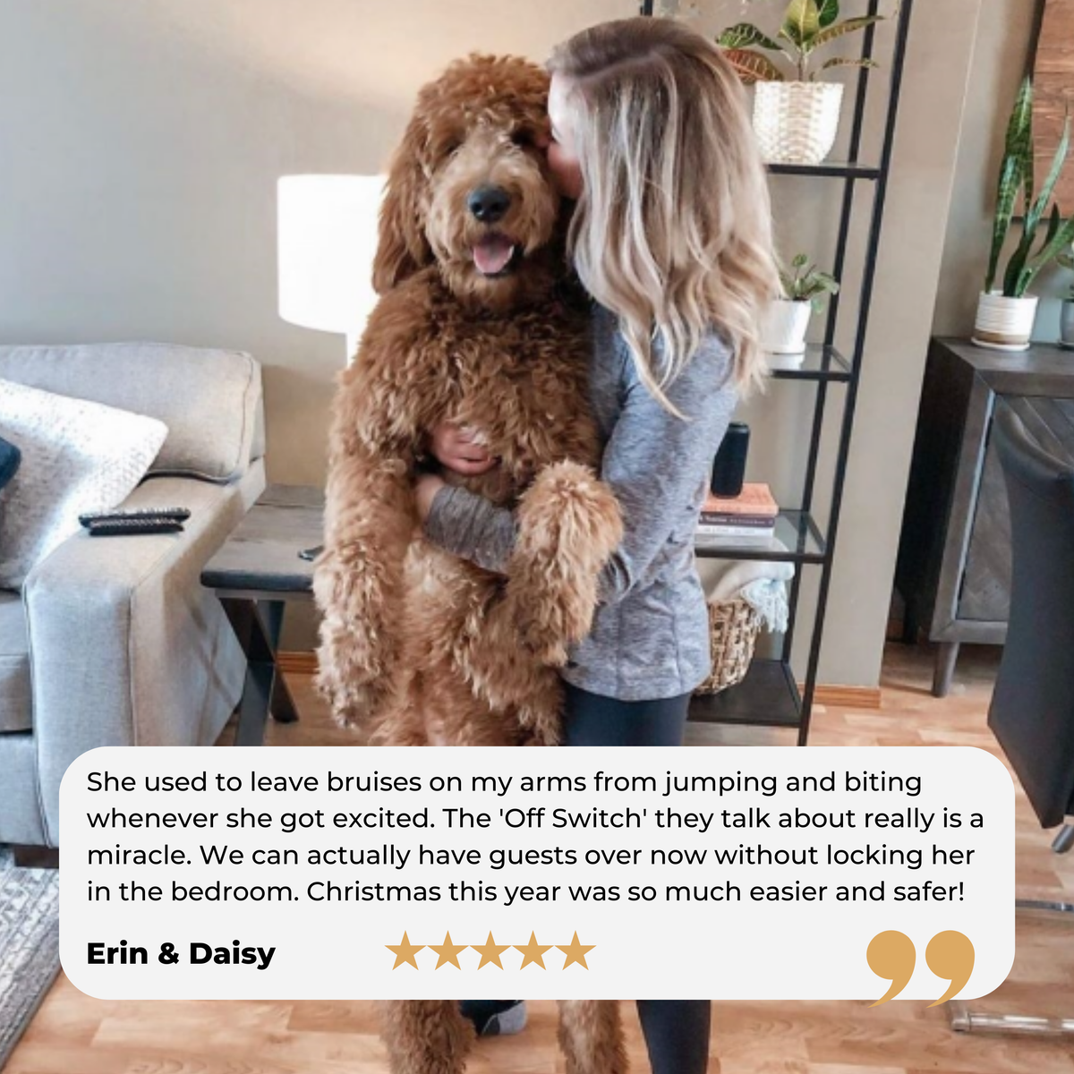 Goldendoodle (23).png__PID:daed96f2-8fdf-424a-b667-a55305c36788