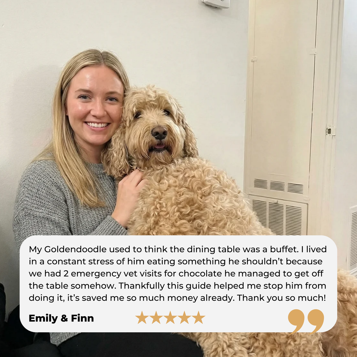 Goldendoodle (21).png__PID:ed96f28f-df62-4a76-a7a5-5305c367881e