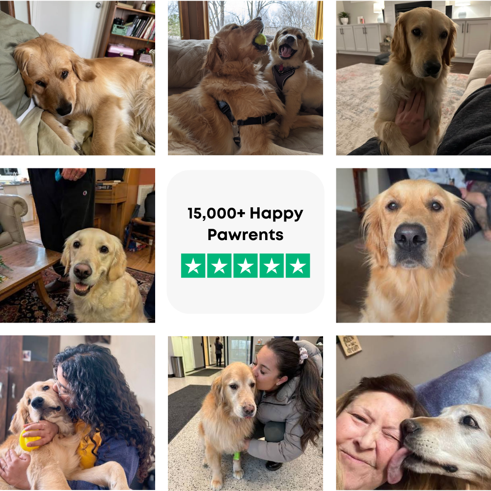 Golden Retriever Guide (4).png__PID:9d40573d-e7cb-46f7-9a64-b57f0fddc2d1