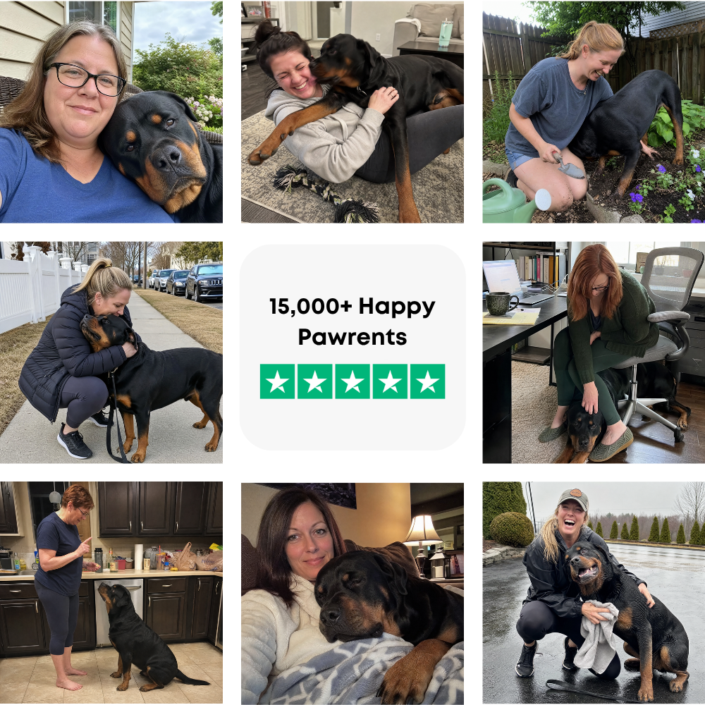 Rottweiler Guide (3).png__PID:f3236b5c-f0e2-44a6-b968-df6c35b48fd1